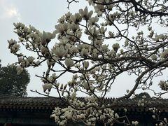 -颐和园