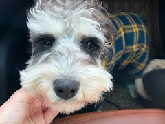 -帕帕拉兹宠物(亚洲旗舰店)