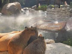 -北京野生动物园