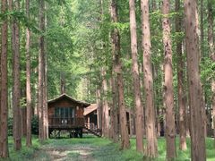 -黄海国家森林公园