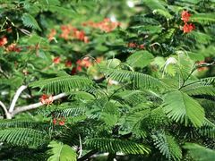 -中国科学院西双版纳热带植物园