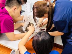 -北京观赏动物医院·24小时大型综合·猫专科·异宠专科