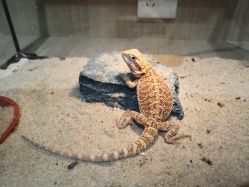 -Moni星球萌宠·小马宝莉·灵蛇·高端高阶全萌宠互动体验俱乐部(红豆国际广场店)