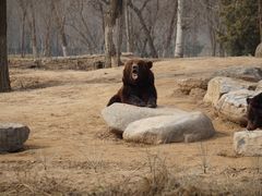 -北京野生动物园