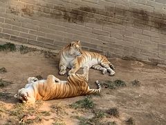 -西霞口神雕山野生动物世界