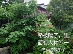 -八大山人梅湖景区