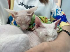 -糯米喵星人·撸猫猫舍咖啡馆(西市场嘉华店)