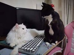 -芭比堂动物医院·犬猫全科·异宠专科(雁塔分院)
