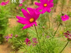 -羊亭河湿地公园