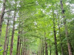 -日照海滨国家森林公园