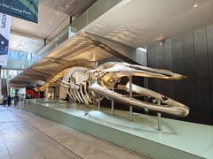 -墨尔本博物馆(Melbourne Museum)