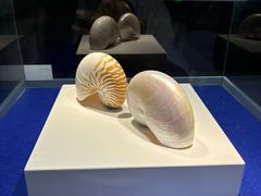 -贝壳王国博物馆