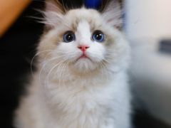 -lincat·猫舍(广州店)