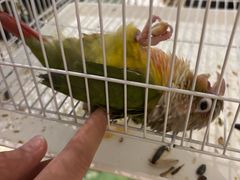 -廊坊固安福朋喜来登酒店