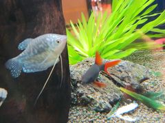 -松临·铁板烧&Omakase(神农店)