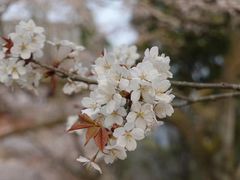 -醍醐寺