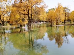 -金塔沙漠胡杨林景区