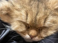 -滚猫咖啡·猫咖·猫友好撸猫(未来城店)