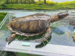 -国家自然博物馆