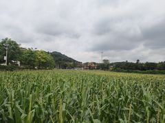 -红山村