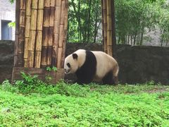 -都江堰中华大熊猫苑