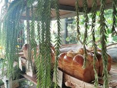 -Fern Forest Cafe