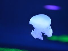 -芜湖新华联大白鲸海洋公园