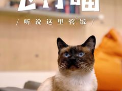 -飞行喵MR PILOT|猫舍·猫咖(静安大融城店)