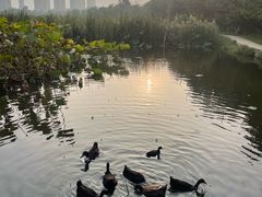 -前关湿地公园