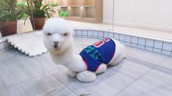 -Moni星球萌宠·小马宝莉·灵蛇·高端高阶全萌宠互动体验俱乐部(红豆国际广场店)