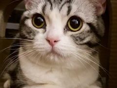-猫大福·Fortune Cat猫舍(百子湾店)