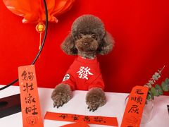 -读宠于你·约克夏比熊·睫角守宫·爬宠售卖(高新店)