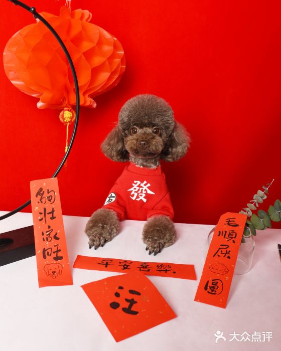 读宠于你·约克夏比熊·睫角守宫·爬宠售卖(高新店)图片