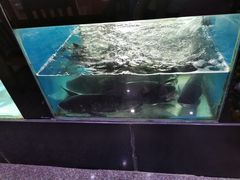 -全乐鱼馆·淳牌有机鱼直营店