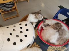 -平行世界·猫咖(首经贸店)