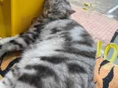 -平行世界·猫咖(首经贸店)