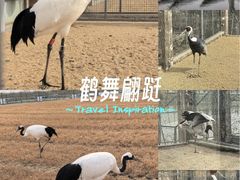 -盐城丹顶鹤湿地生态旅游区