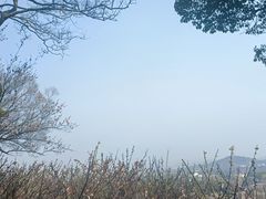 -香雪海
