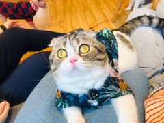 -啵啵喵·猫咖(攀华国际店)
