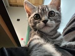 -喵zoo家庭繁育猫舍(尖东智能花园店)