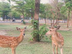 -清迈夜间动物园