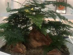 -御仙都北京菜馆·烤鸭店(双井店)