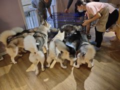 -Husky Go! 哈士奇体验馆·宠物咖啡厅狗咖