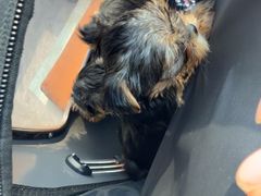 -芭比堂动物医院·CT·微创中心(新顺分院)