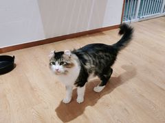 -1013 PET SHOP精品宠物商店(丁香店)