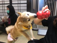 -逗柴咖啡屋·狗咖猫咖宠物桌游