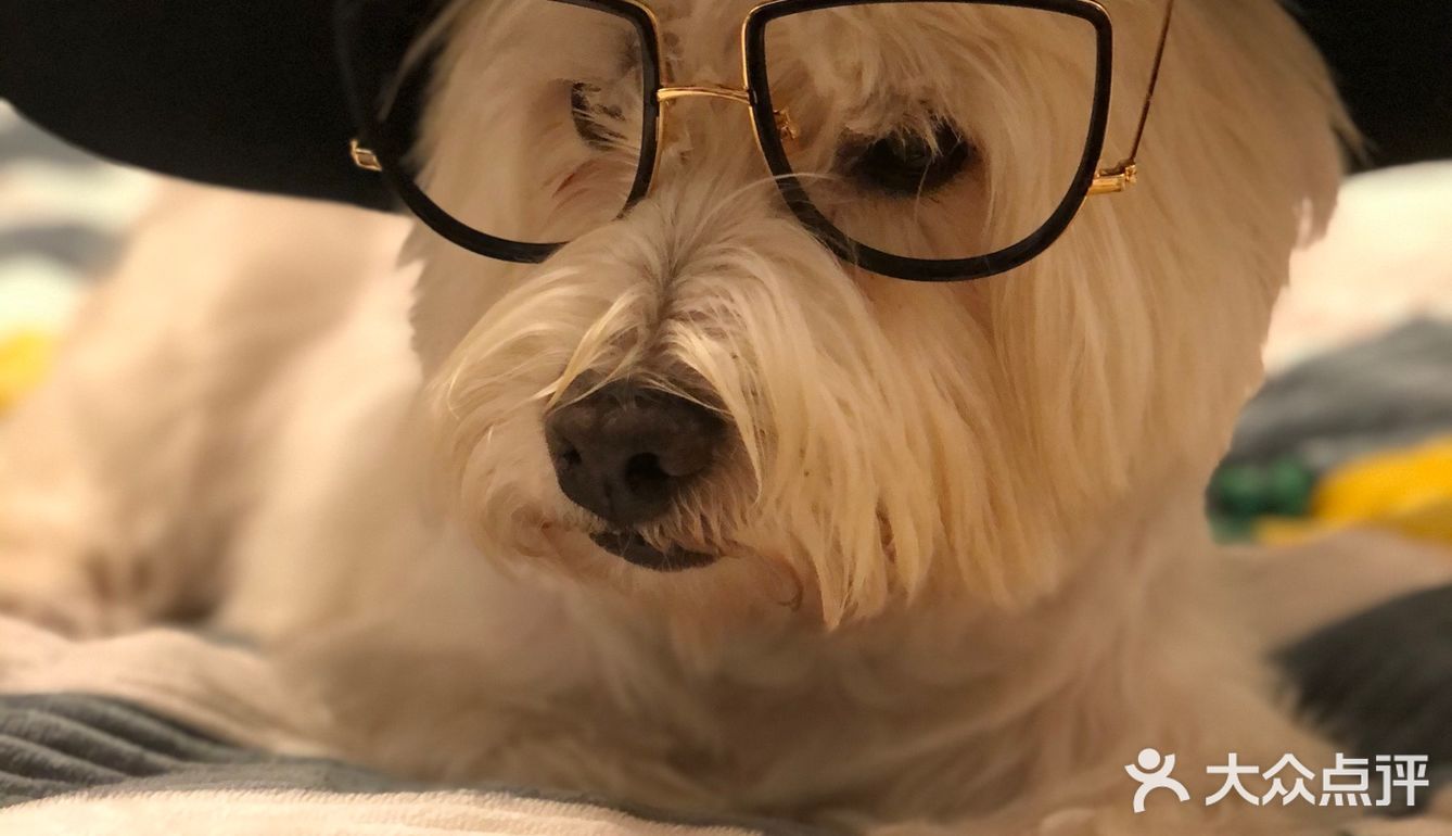 教授🐶