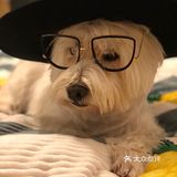 教授🐶