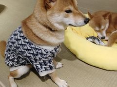 -逗柴咖啡屋·狗咖猫咖宠物桌游