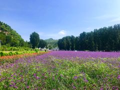 -紫海香堤香草艺术庄园
